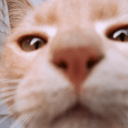 복냥이